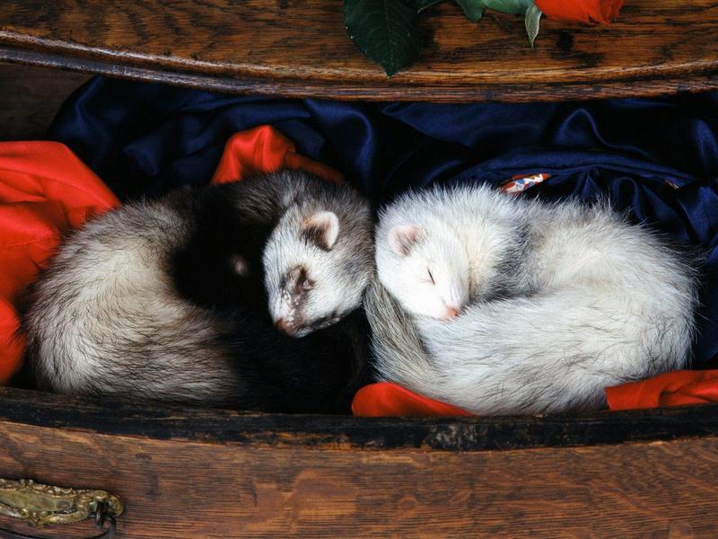 Slumber Party, Ferrets; DISPLAY FULL IMAGE.