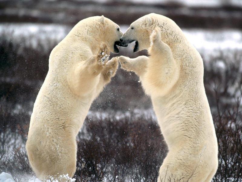 Sparring Polar Bears, Churchill, Manitoba, Canada; DISPLAY FULL IMAGE.