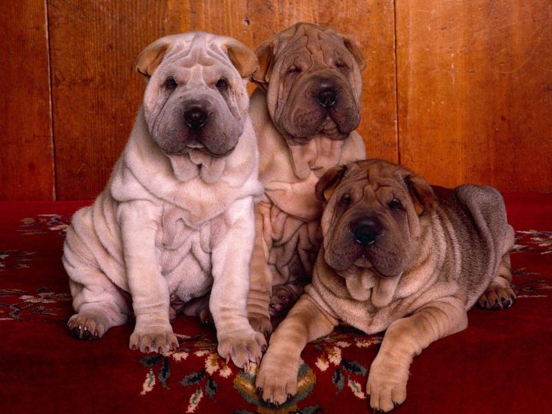 Three's Company, Shar-Pei Puppies; DISPLAY FULL IMAGE.