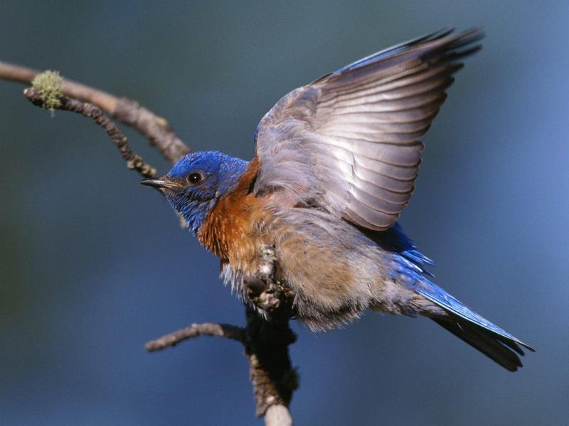 Western Bluebird; DISPLAY FULL IMAGE.