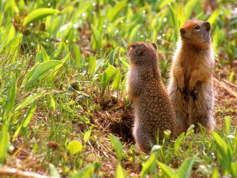 What's Happening, Ground Squirrels; DISPLAY FULL IMAGE.