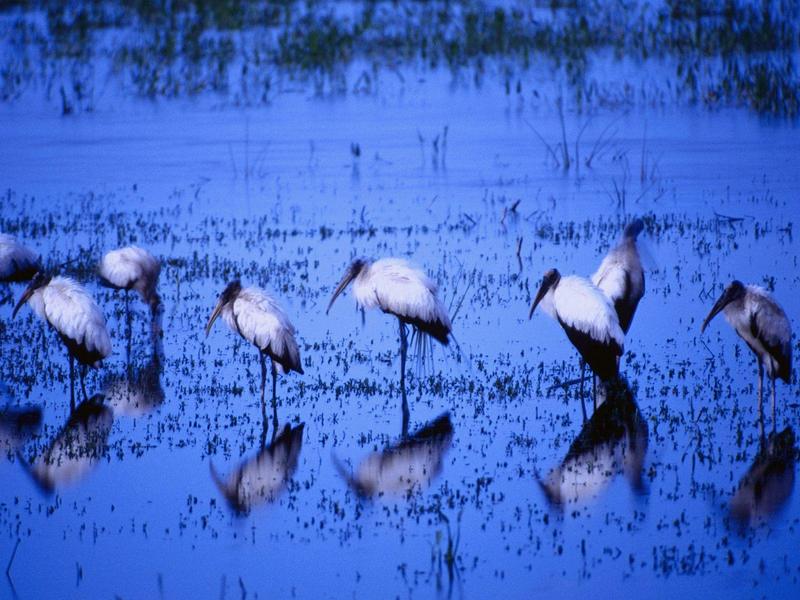 Wood Storks; DISPLAY FULL IMAGE.