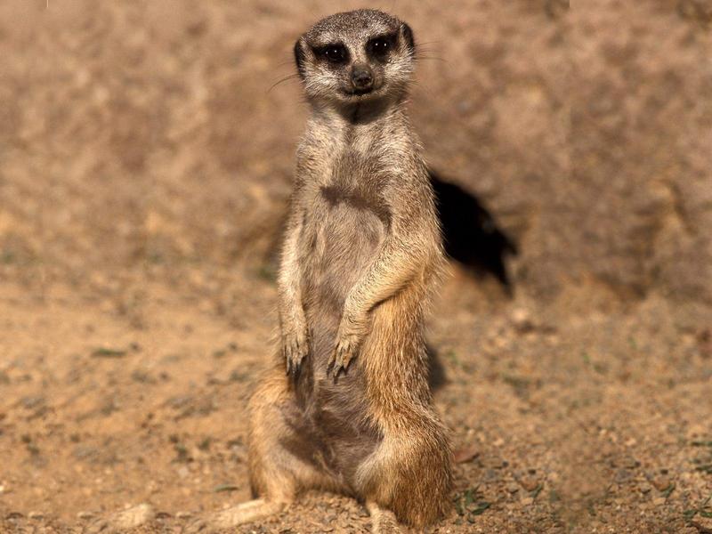 You Looking at Me (Meerkat); DISPLAY FULL IMAGE.