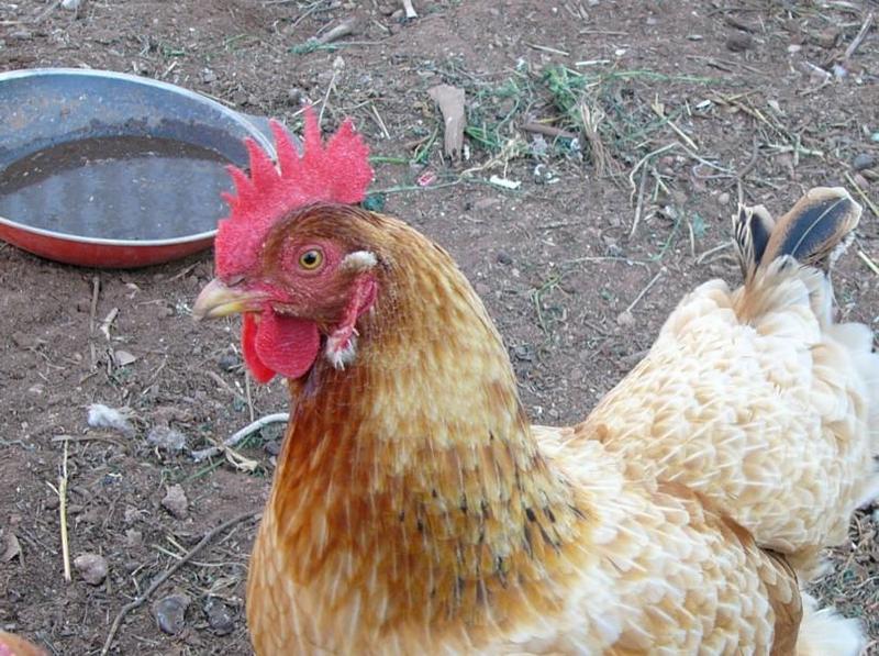 chook 1; DISPLAY FULL IMAGE.