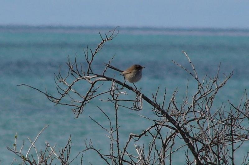 wren by the sea 2; DISPLAY FULL IMAGE.