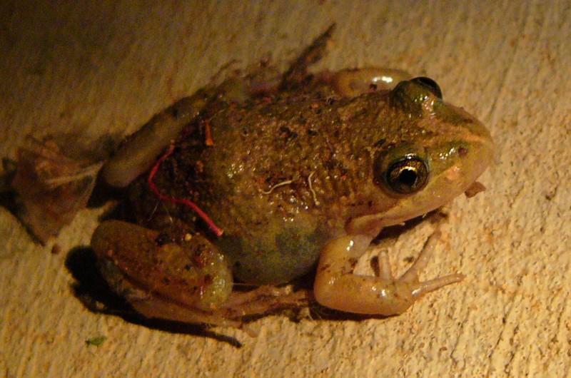 frogs 5; DISPLAY FULL IMAGE.