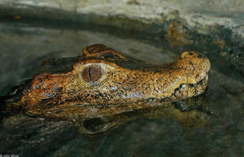 Cuvier's Dwarf Caiman (Paleosuchus palpebrosus); DISPLAY FULL IMAGE.