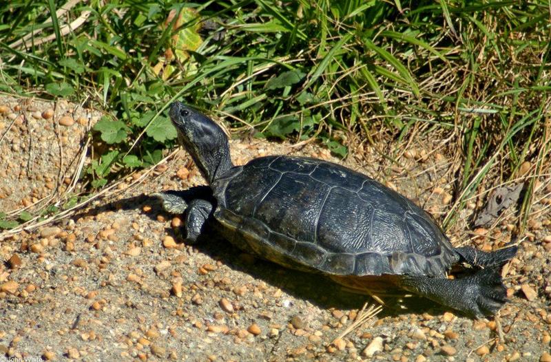 Yellowbelly Slider (Trachemys scripta scripta); DISPLAY FULL IMAGE.