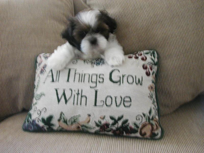 Shih Tzu named Bentley; DISPLAY FULL IMAGE.