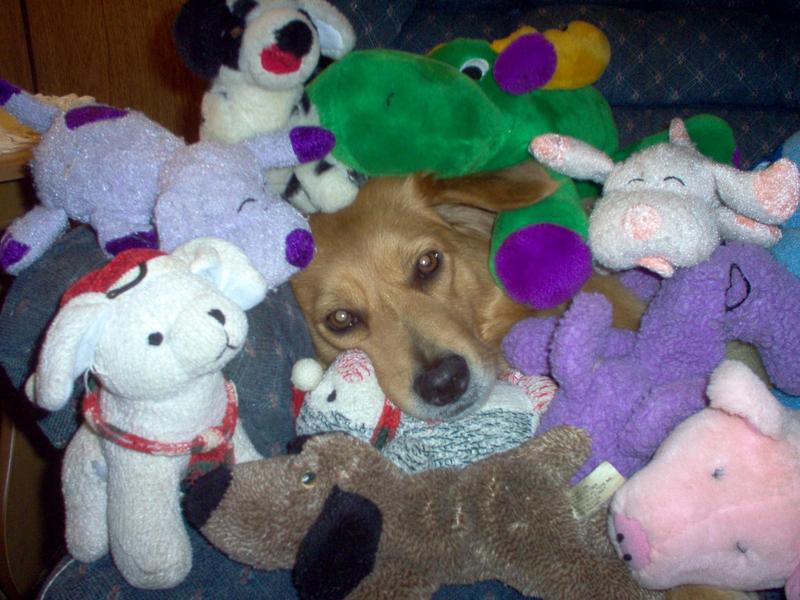 Dog; DISPLAY FULL IMAGE.