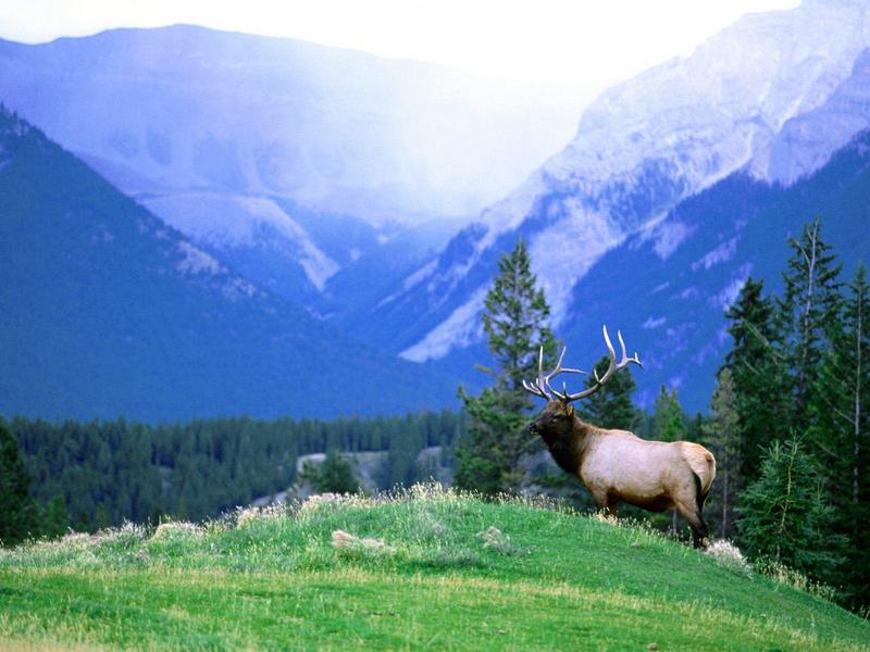 Bull Elk Overlook; DISPLAY FULL IMAGE.