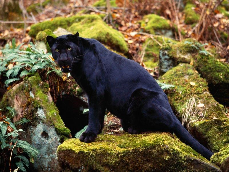 Dark Stare, Black Leopard; DISPLAY FULL IMAGE.