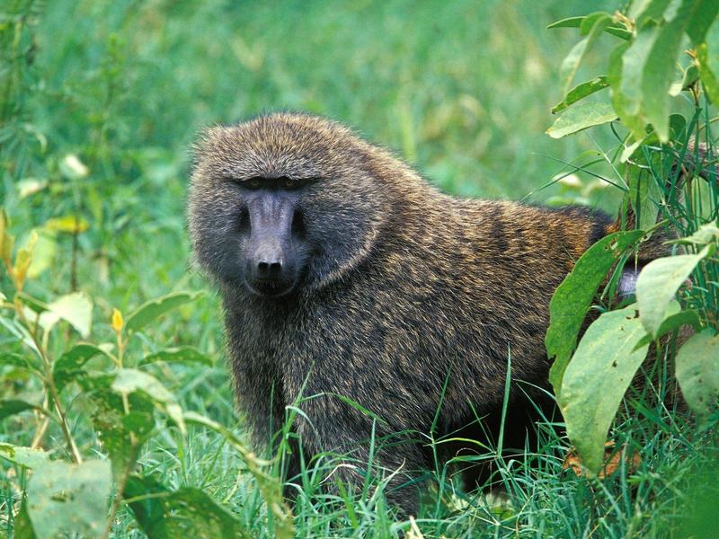 Male Olive Baboon, Lake Nakuru National Park, Kenya; DISPLAY FULL IMAGE.