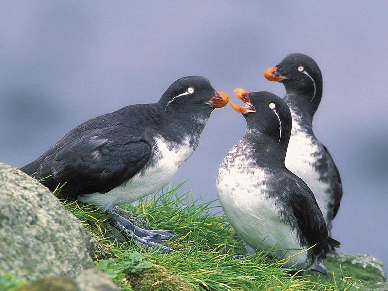 Parakeet Auklets, Alaska; DISPLAY FULL IMAGE.