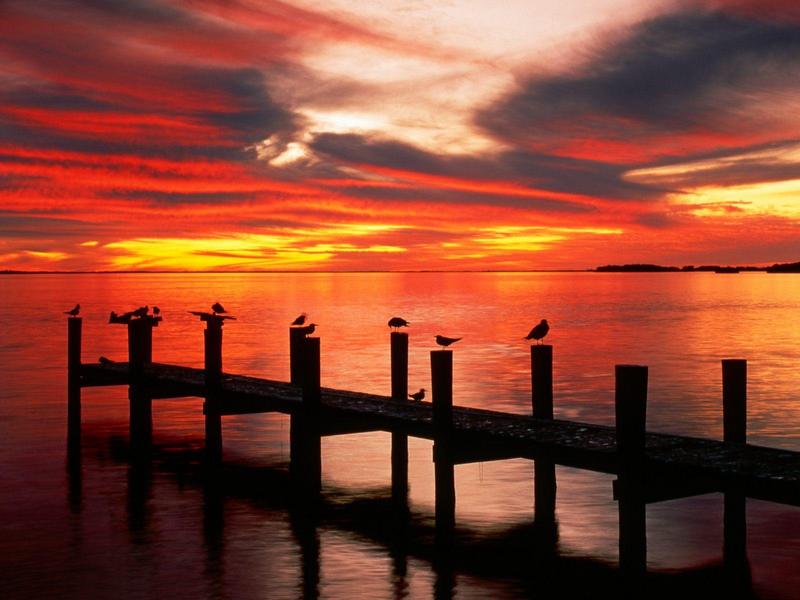 Seagulls at Sunset, Fort Myers, Florida; DISPLAY FULL IMAGE.