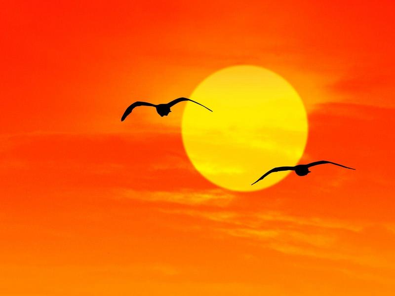 Seagulls at Sunrise, Florida; DISPLAY FULL IMAGE.