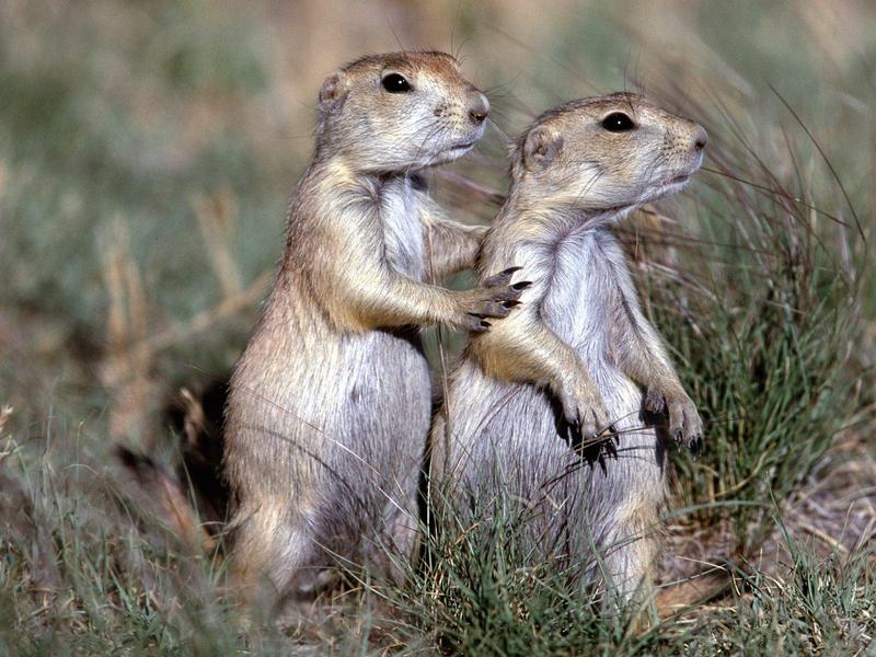 Black-tailed Prairie Dogs; DISPLAY FULL IMAGE.