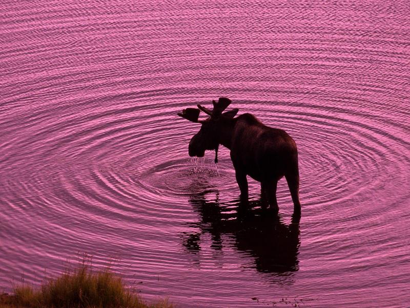 Bull Moose, Denali National Park, Alaska; DISPLAY FULL IMAGE.