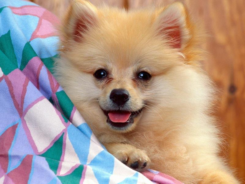 Cuddly Soft Pomeranian (Dog); DISPLAY FULL IMAGE.