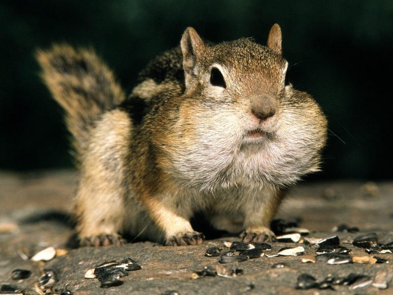 Golden-mantled Ground Squirrel; DISPLAY FULL IMAGE.