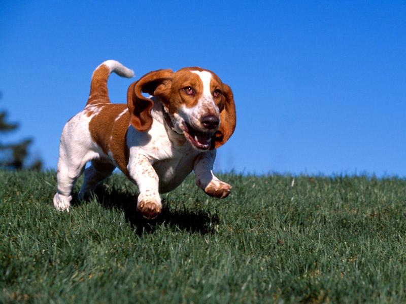 High on Life, Basset Hound Dog; DISPLAY FULL IMAGE.