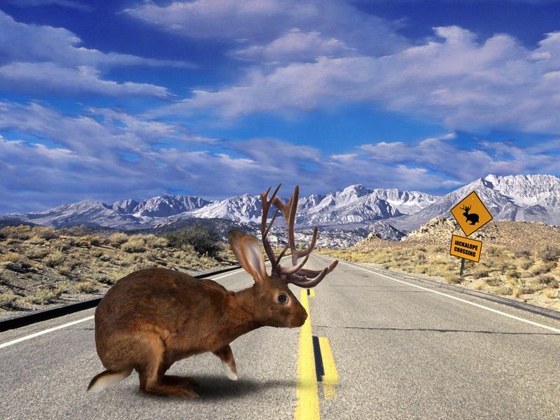 Jackalope Crossing; DISPLAY FULL IMAGE.