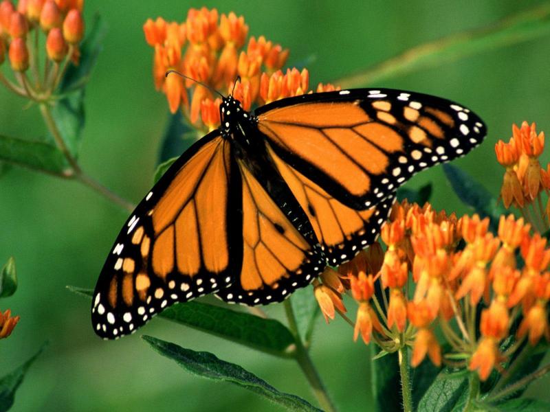 Monarch Butterfly; DISPLAY FULL IMAGE.