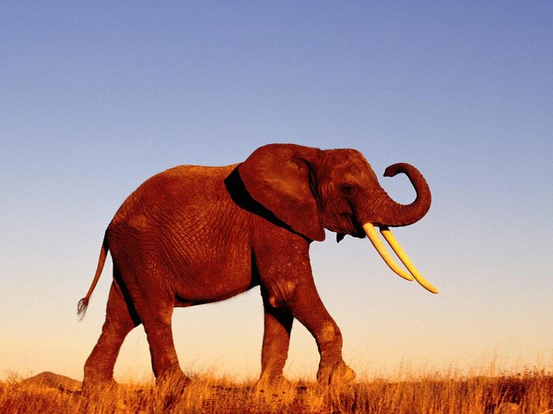Walking in the Morning Light (African Elephant); DISPLAY FULL IMAGE.