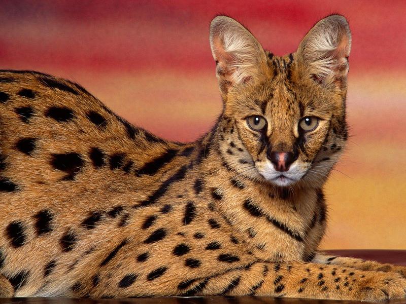 Serval Sunset; DISPLAY FULL IMAGE.