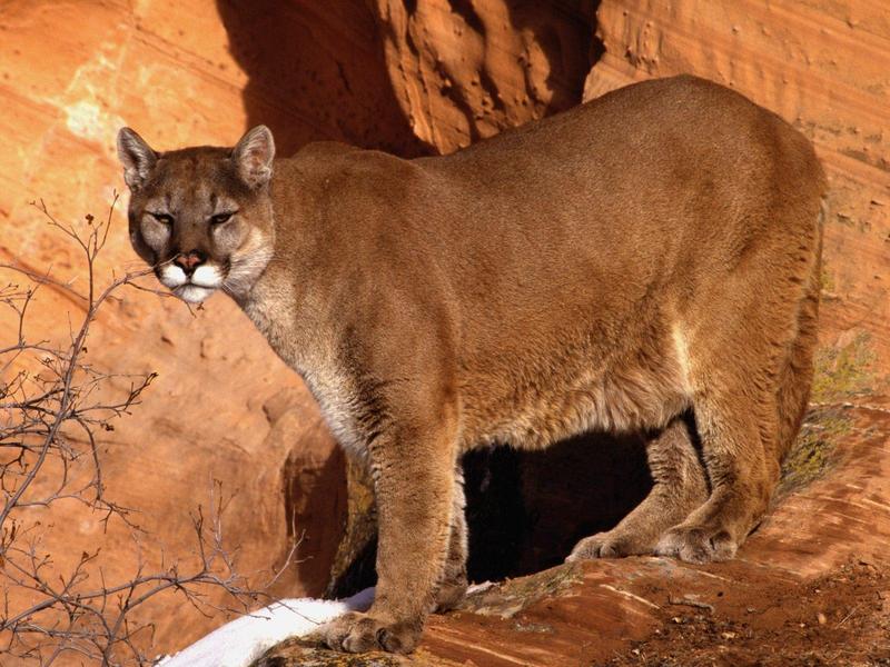 Walk in the Wild (Mountain Lion); DISPLAY FULL IMAGE.