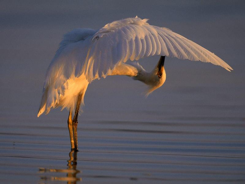 Bending Over Backwards, Snowy Egret; DISPLAY FULL IMAGE.