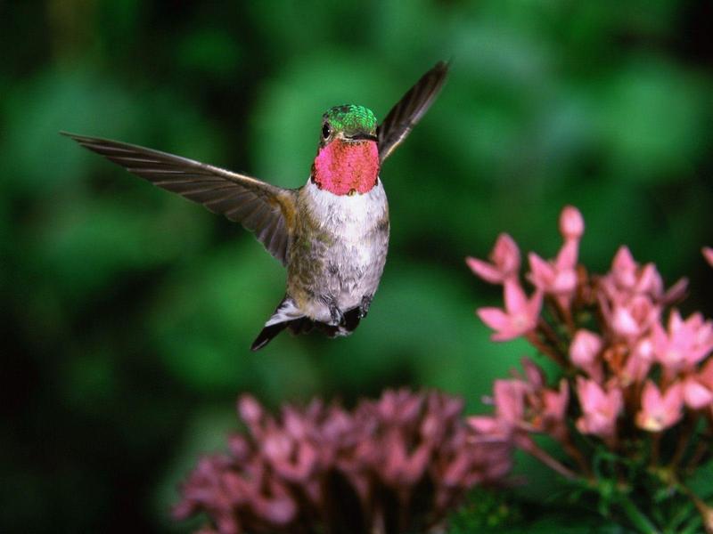Broadtail Hummingbird; DISPLAY FULL IMAGE.