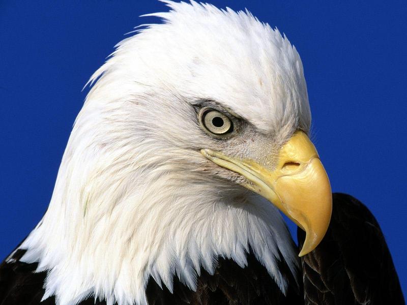 Noble Lead, Bald Eagle; DISPLAY FULL IMAGE.
