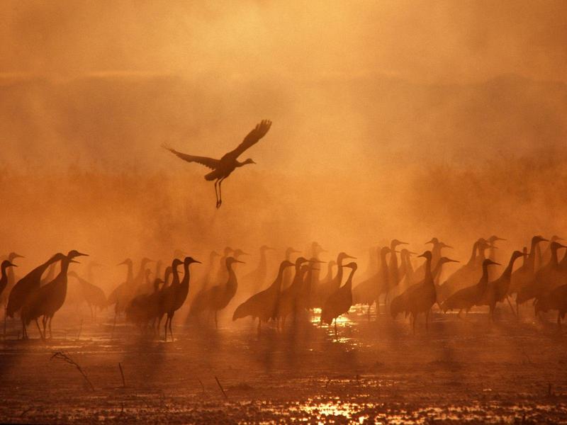 Sandhill Cranes; DISPLAY FULL IMAGE.