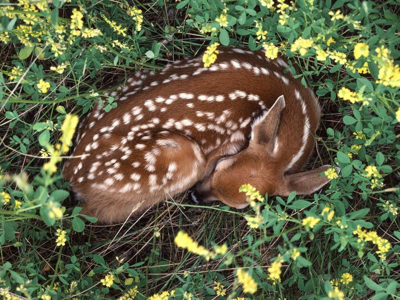 Sleeping Whitetail Fawn (Dee); DISPLAY FULL IMAGE.