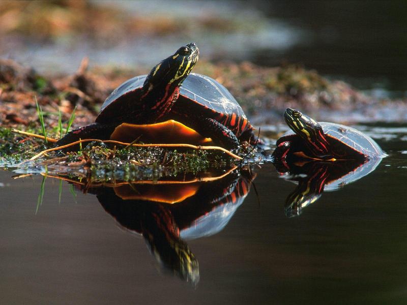 Family Bond, Painted Turtles; DISPLAY FULL IMAGE.
