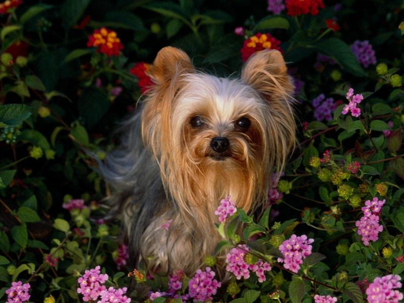 Mini Yorkshire Terrier (Dog); DISPLAY FULL IMAGE.
