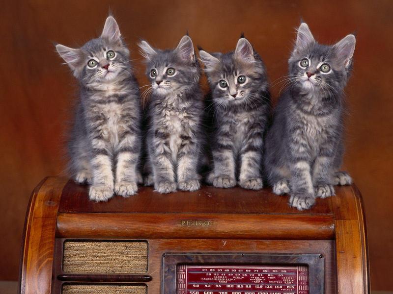 Radio Tuners, Maine Coon Kittens (Cats); DISPLAY FULL IMAGE.