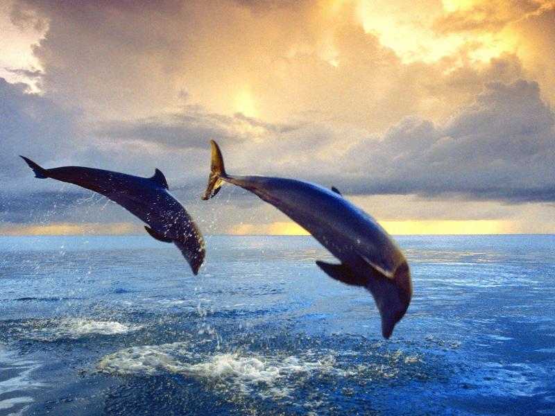 Bottlenose Dolphins; DISPLAY FULL IMAGE.