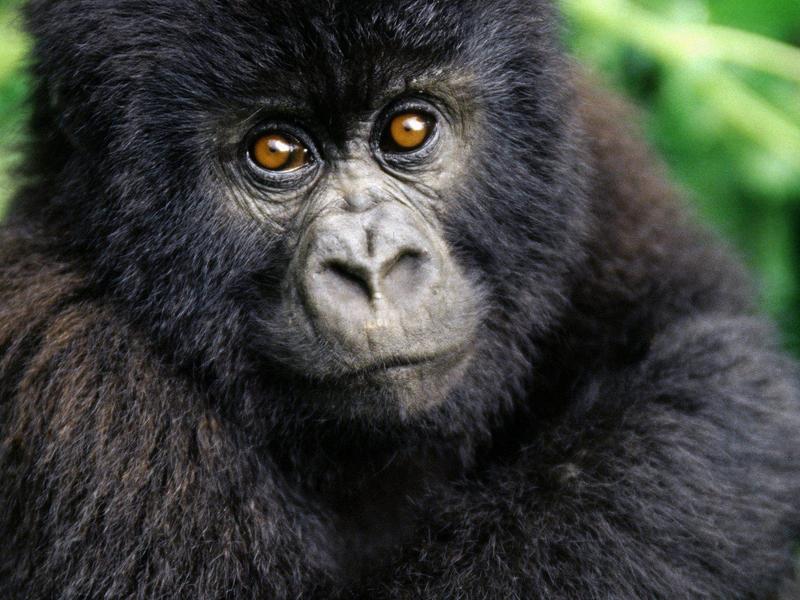 Gorilla Thrilla; DISPLAY FULL IMAGE.