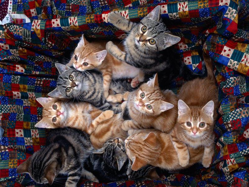 What's Up (Kittens); DISPLAY FULL IMAGE.