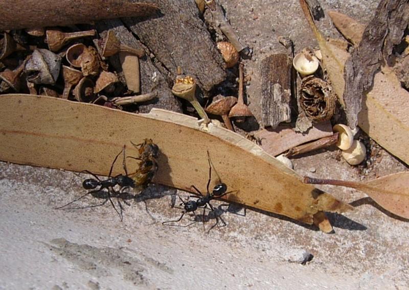 bullants & bee; DISPLAY FULL IMAGE.
