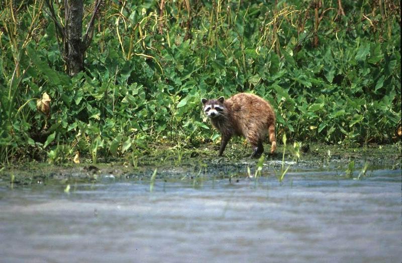 Wild Northern Raccoon (Procyon lotor) {!--아메리카너구리-->; DISPLAY FULL IMAGE.