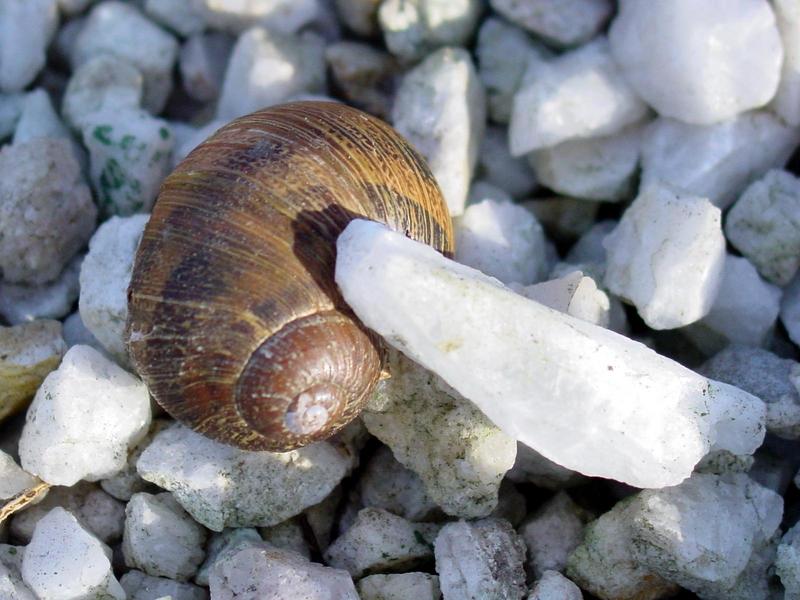 snail; DISPLAY FULL IMAGE.