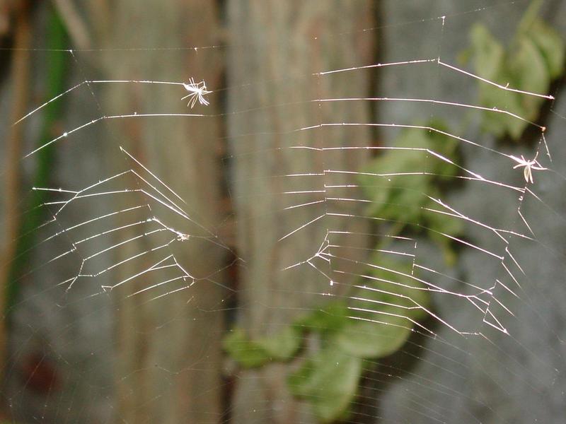 cobweb; DISPLAY FULL IMAGE.