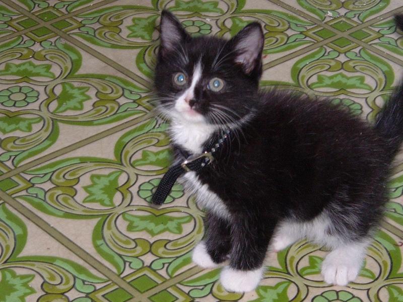 cat; DISPLAY FULL IMAGE.