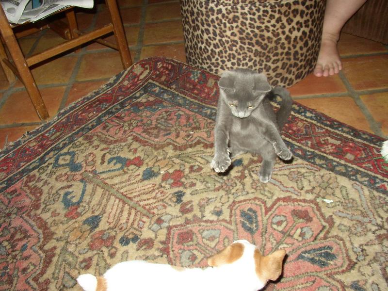 Kung fu kitty and puppy; DISPLAY FULL IMAGE.