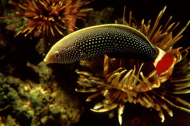 Red-tailed Wrasse (Labrus mixtus); DISPLAY FULL IMAGE.