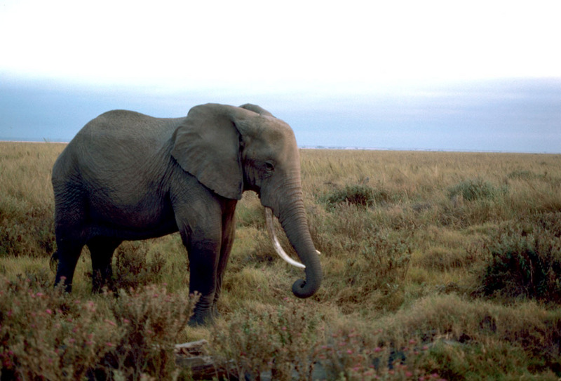 African Elephant (Loxodonta africana) {!--아프리카코끼리-->; DISPLAY FULL IMAGE.