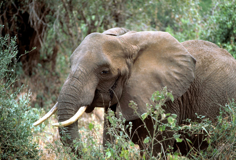 African Elephant (Loxodonta africana) {!--아프리카코끼리-->; DISPLAY FULL IMAGE.
